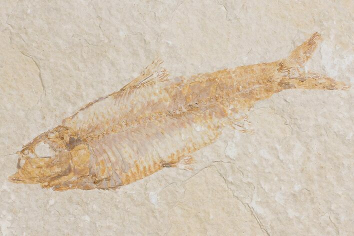 Detailed Fossil Fish (Knightia) - Wyoming #176420